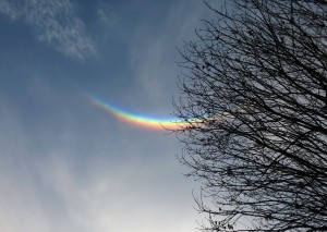 Winter tree with clear sky rainbow