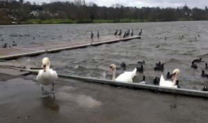 Winter scene at lake, swans, moorhens