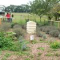 Bee apiary in farm