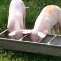 Pigs at Bocketts Farm in Surrey UK